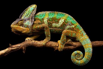 Bild på Side on picture of a yemen chameleon isolated on a black background