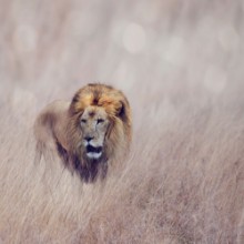 Afbeeldingen van Lion