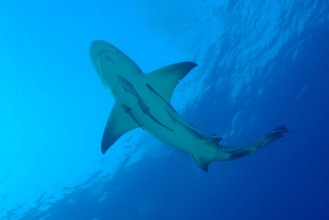 Bild på Zitronenhai im blauen Wasser