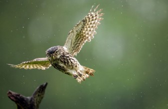 Image de Hibou volant