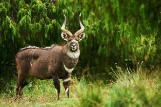 Picture of Mountain Nyala
