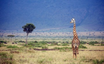 Bild på Wild giraffe in the Masai Mara