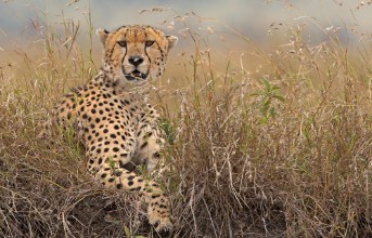 Picture of A wild Cheetah in long grass