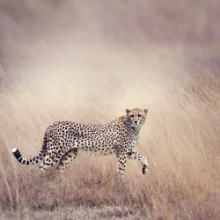 Image de Cheetah Walking