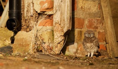 Bild på Little owlet in a junkyard