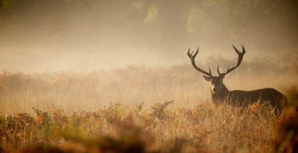 Picture of Red deer stag silhouette in the mist