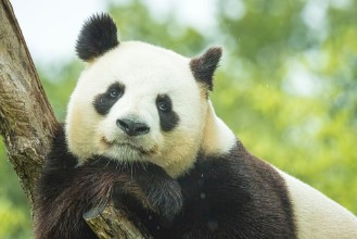 Bild på Panda Portrait