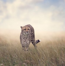 Bild vun Cheetah