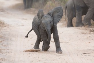 Bild på Young elephant play on a road and family feed nearby