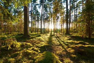 Bild von Sunrise in pine forest