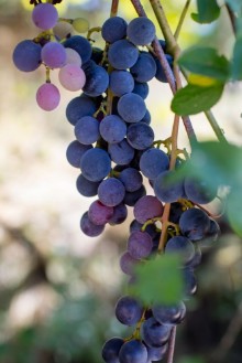 Afbeeldingen van Grape