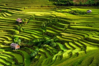 Afbeeldingen van Scenic view of terraced rice fields