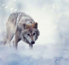Picture of Wolf In Winter Time