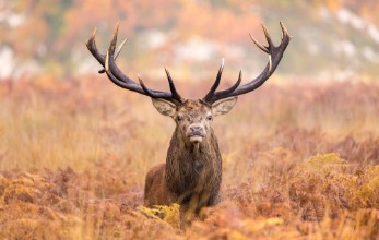 Afbeeldingen van Large red deer stag walking towards the camera