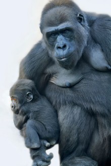 Bild på A gorilla mother with her baby hanging on her arm