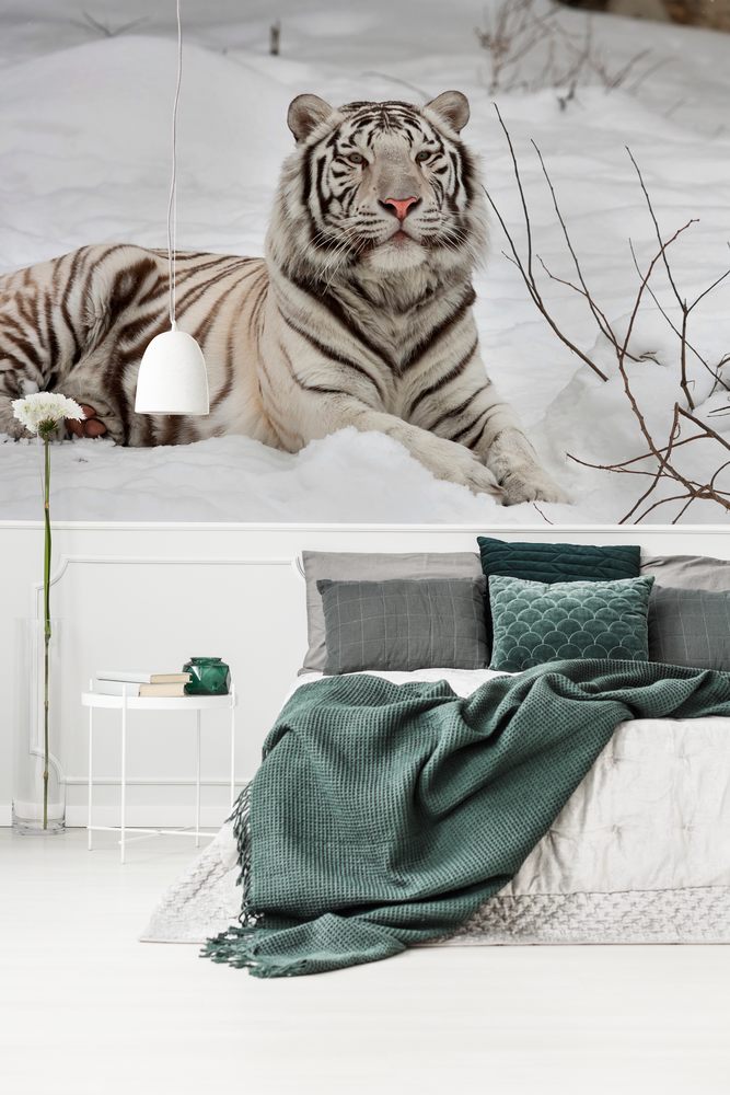 Picture of A white bengal tiger calm lying on fresh snow