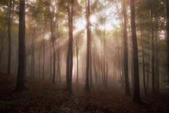 Picture of Sun rays in forest in the morning