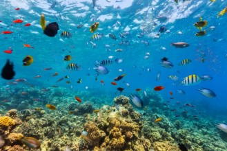 Picture of Coral Reef and Tropical Fish