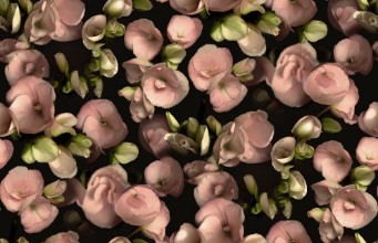 Begonia - 9501W wallpaper Boråstapeter