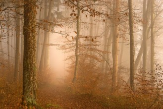 Autumn Forest in Fog - 2330896 photowallpaper Wallpassion