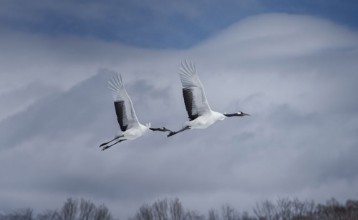 Sandhill Cranes Flying - 2342037 photowallpaper Wallpassion
