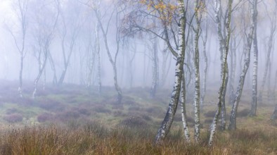 Birch Trees in the Fog - 2399086 photowallpaper Wallpassion