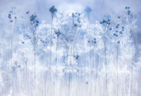 Icy Blue Flowers - 2431561 photowallpaper Wallpassion