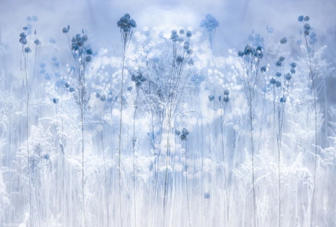 Icy Blue Flowers - 2431561 photowallpaper Wallpassion