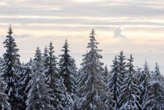 Fir Trees in the Cold - 2658233 photowallpaper Wallpassion