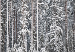 Winter Forest - f0791011 photowallpaper Wallpassion