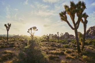 Beauty of Silence in Joshua Tree Park - f0831214 photowallpaper Wallpassion