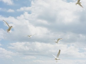 Seagull in the Sky - f0990142 photowallpaper Wallpassion