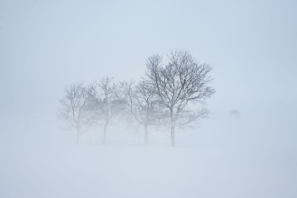 Trees Hiding in Fog - f1330135 photowallpaper Wallpassion