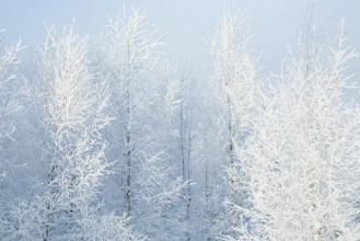 Beauty of Winter Trees - f1330213 photowallpaper Wallpassion