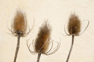 Dried Plants - f1691457 photowallpaper Wallpassion