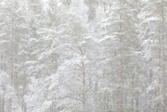Meditative Winter Trees - f1770640 photowallpaper Wallpassion