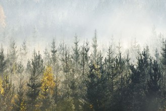 Foggy Forest in Autumn - f1770879 photowallpaper Wallpassion