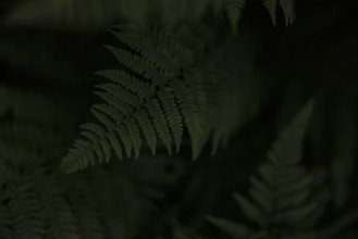 Picture of Ferns in the Dark
