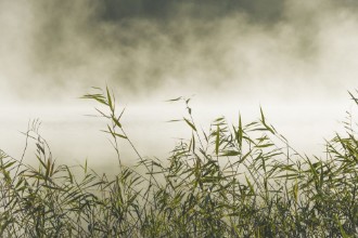 Kép Grass in Fog