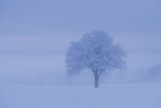 Afbeeldingen van Lonely Frosty Tree