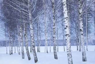 Winter Birches in Dalarna - f1900140 photowallpaper Wallpassion