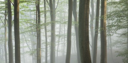 Misty Beech Forest - f1900594 photowallpaper Wallpassion