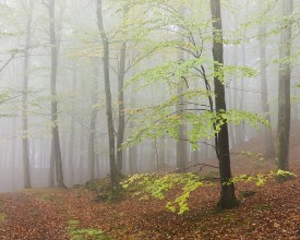 Autumn Beech Forest - f1900976 photowallpaper Wallpassion