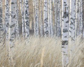 Light Birch Forest - f1901048 photowallpaper Wallpassion