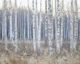 Birch Trees by the Road - f1901049 photowallpaper Wallpassion