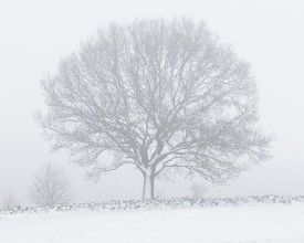 Majestic Tree in the Snow - f1901106 photowallpaper Wallpassion
