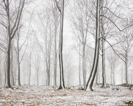 Bare Stems in Winter - f1901111 photowallpaper Wallpassion