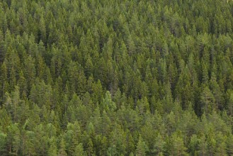 Fir Forest in Dalarna Sweden - f1901168 photowallpaper Wallpassion