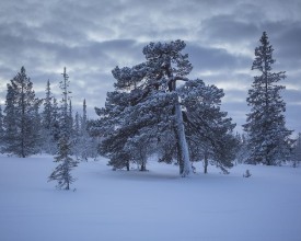 Snowy Forest in Dalarna - f1901475 photowallpaper Wallpassion