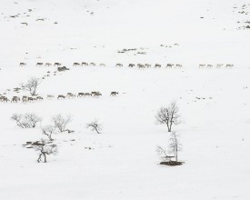 Reindeers Strolling in the Snow in Lapland - f1901506 photowallpaper Wallpassion